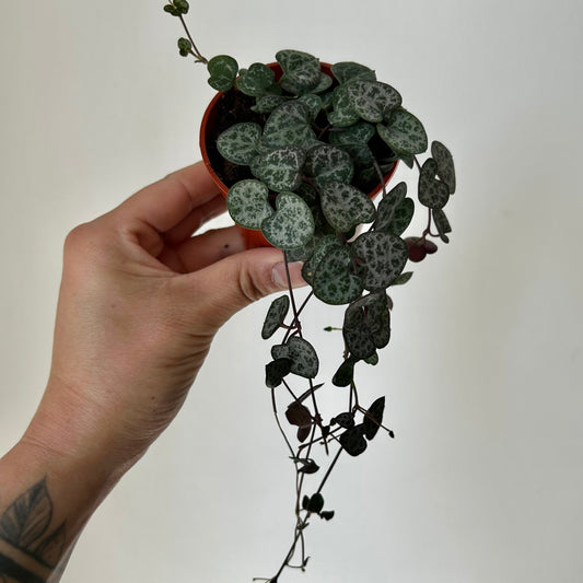 String of Hearts (Ceropegia woodii) 3”pot