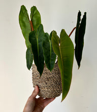 Load image into Gallery viewer, Philodendron Billietiae 4&quot; pot
