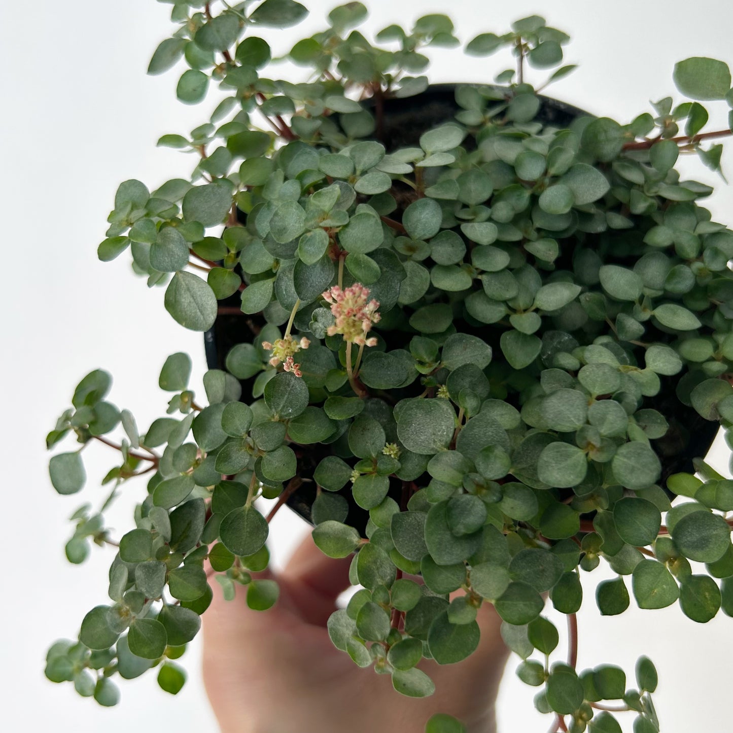 Pilea glauca “Aquamarine”3.5” pot