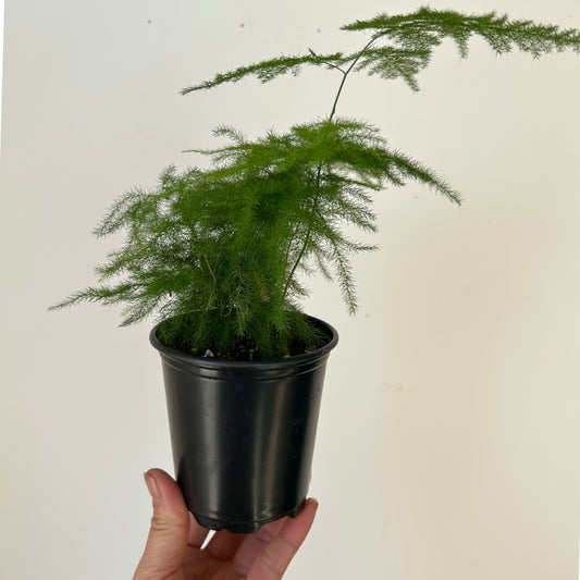 Common Asparagus Fern Plumosa 3.5" Pot