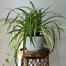 Load image into Gallery viewer, Spider Plant Variegated 8” hanging basket
