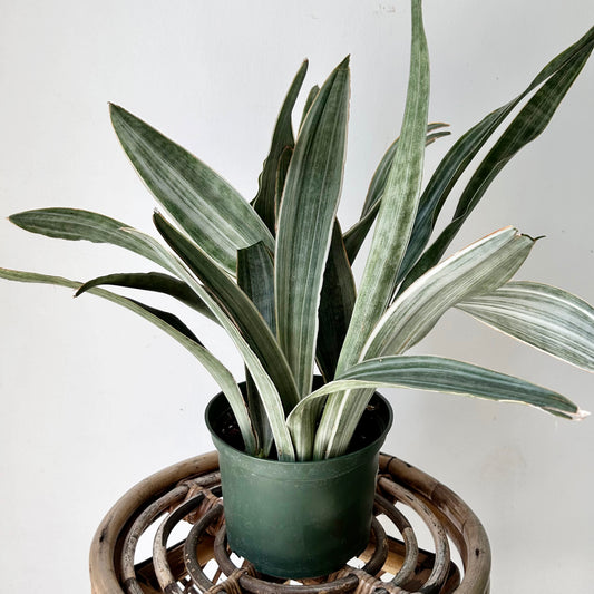 Sansevieria “Sayuri” 6” pot
