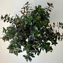 Load image into Gallery viewer, Goldfish Plant (Nematanthus) “Black Gold” 8” Hanging Basket
