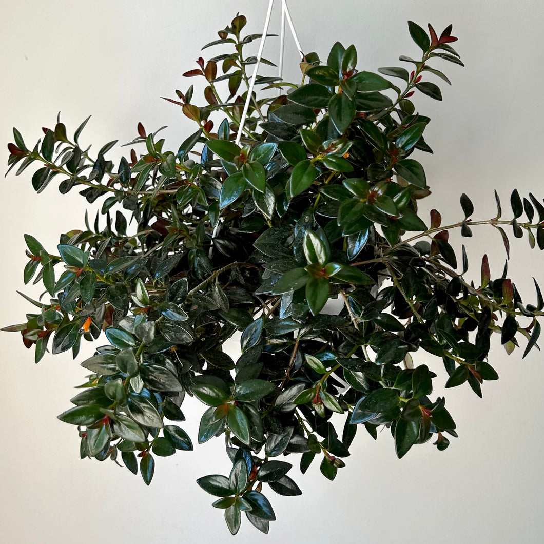 Goldfish Plant (Nematanthus) “Black Gold” 8” Hanging Basket