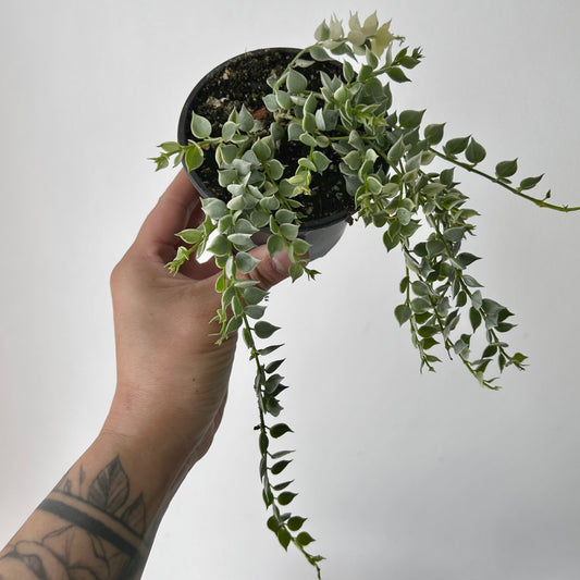 Dischidia Variegated “Million Hearts” (Ruscifolia Variegata) 3.5” pot