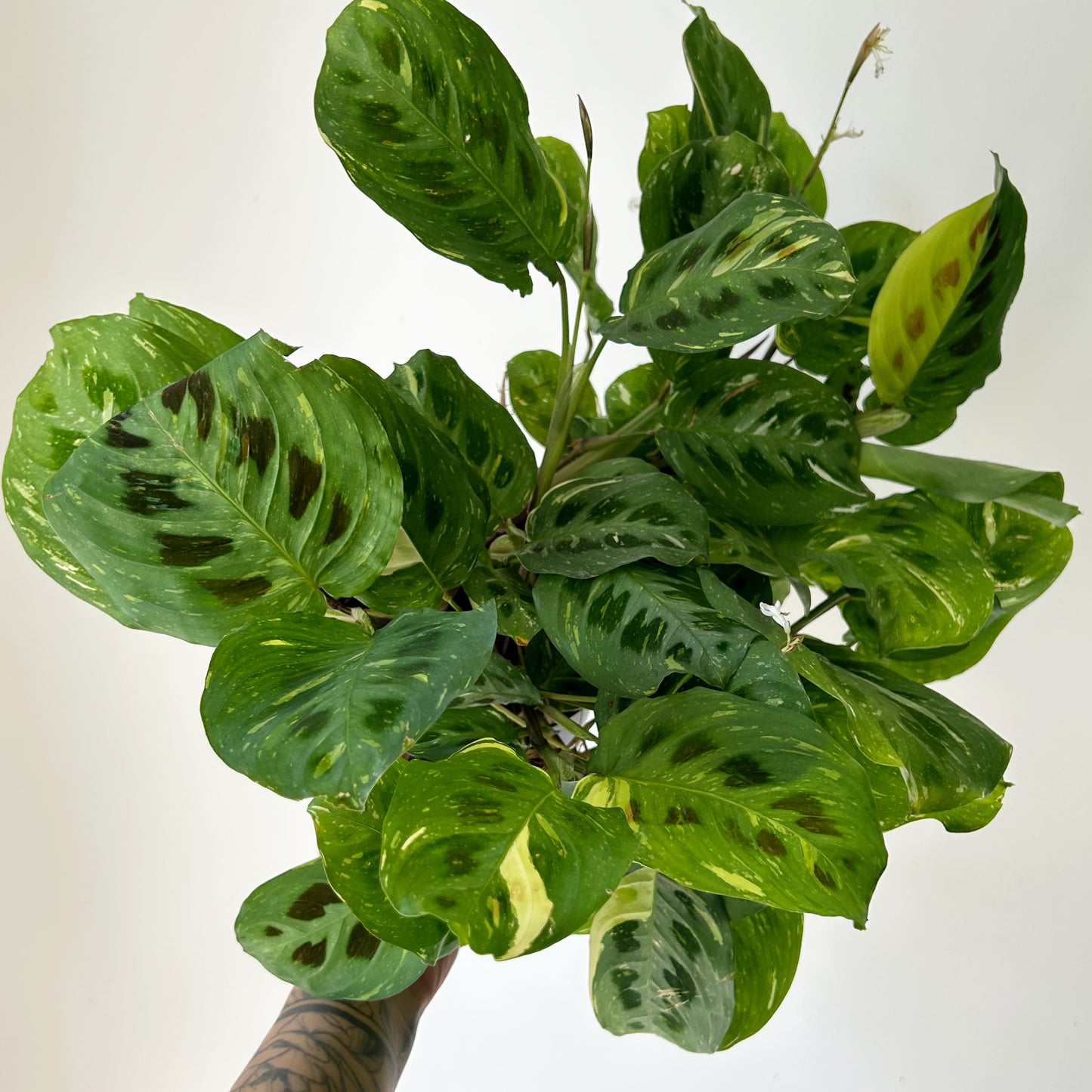 Maranta leuconeura 'Beauty Kim” 6”pot