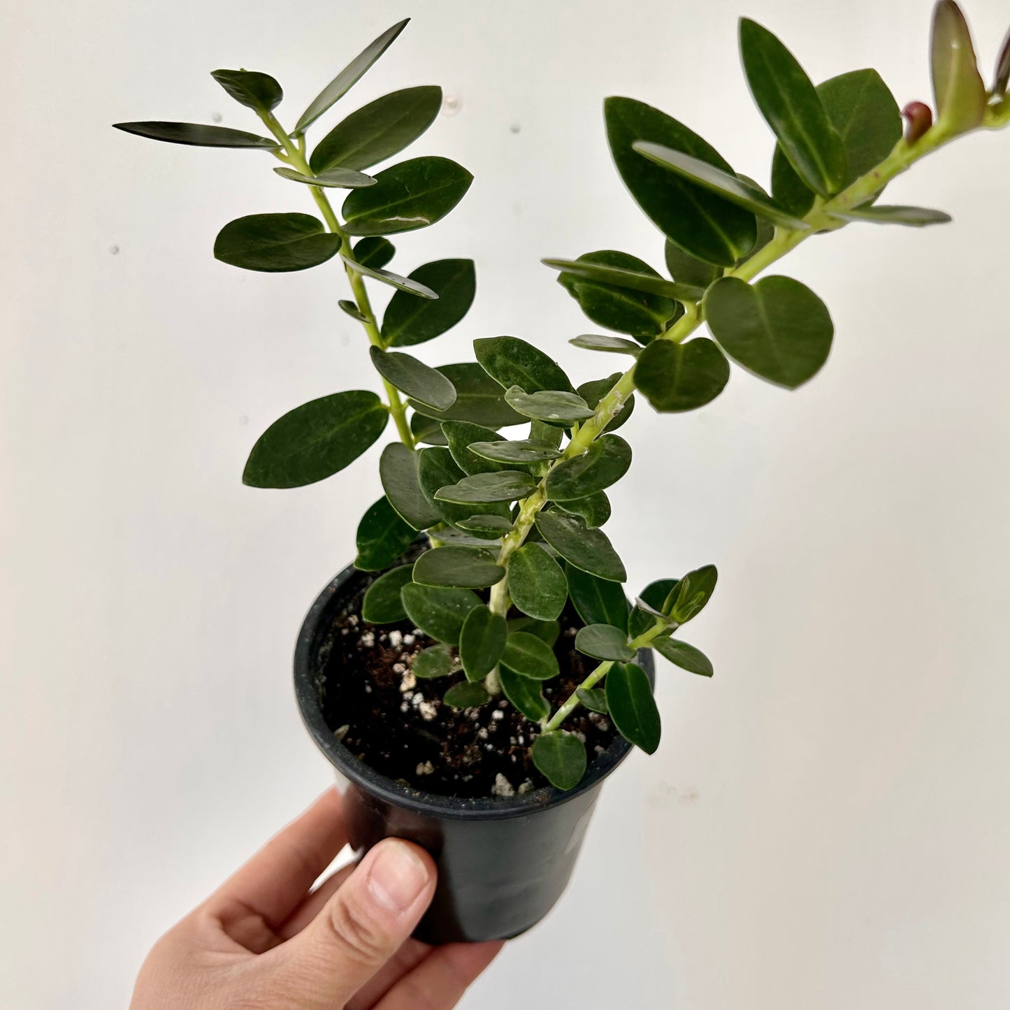 Hoya cumingiana 3.5”pot