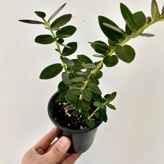 Hoya cumingiana 3.5”pot