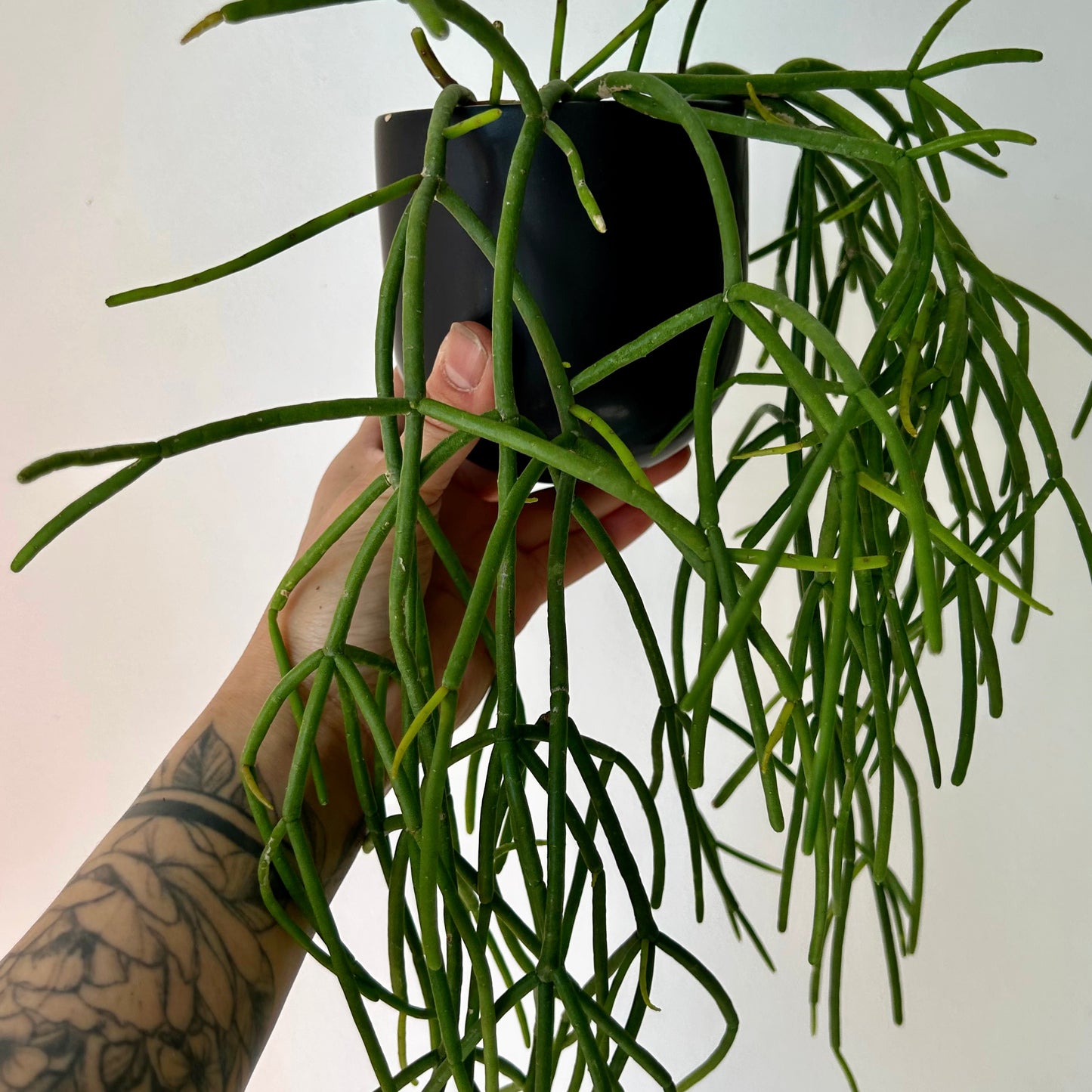 Rhipsalis baccifera 3.5” pot