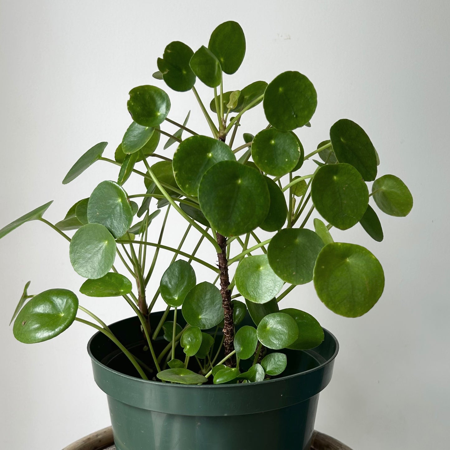 Chinese Money Plant (Pilea Peperomioides) 8” pot