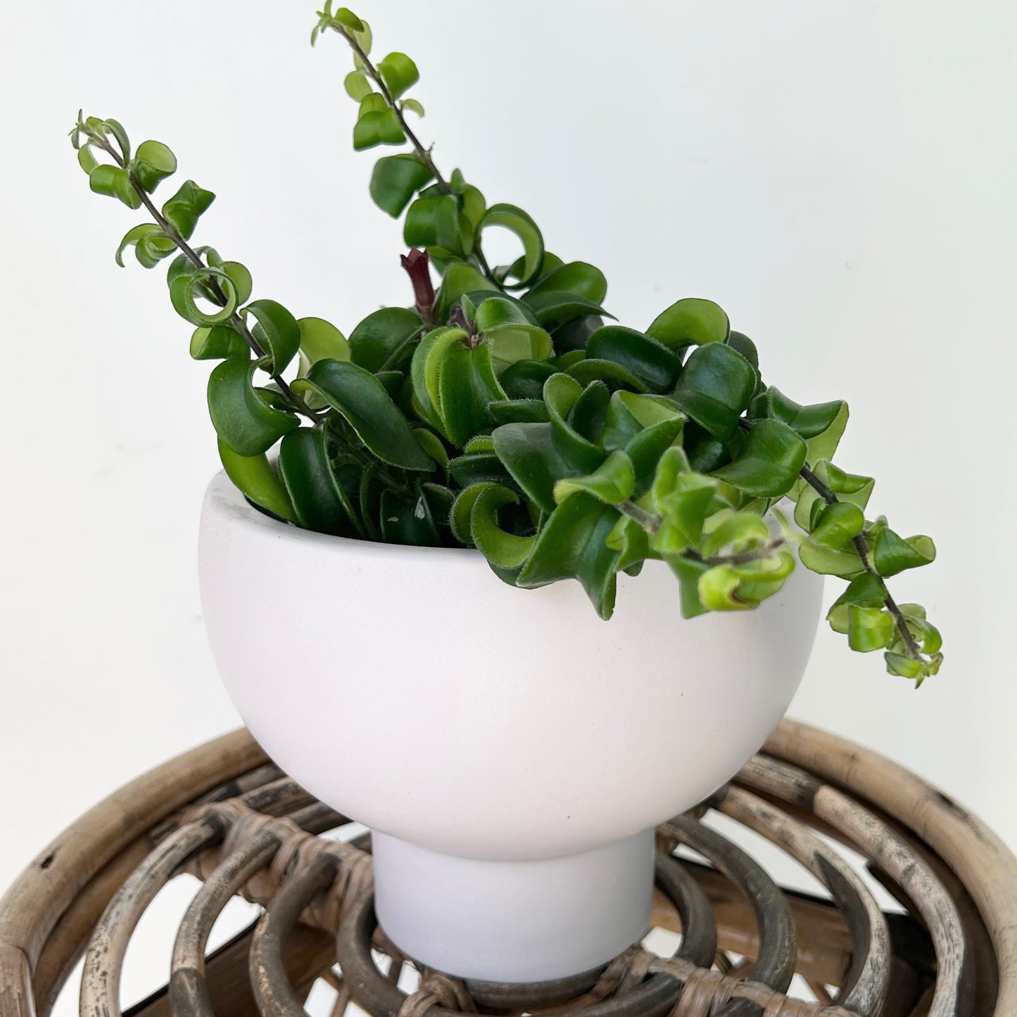 Rasta Lipstick Plant (Aeschynanthus radicans) 5”pot