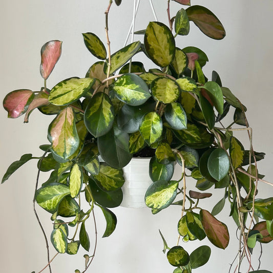 Hoya australis Variegated “Lisa” 8" Hanging basket