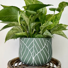 Load image into Gallery viewer, TULIP Concrete Decorative Pot w. embossed leaf design (available in two sizes)
