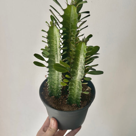 Euphorbia trigona (three stalks) 5” pot