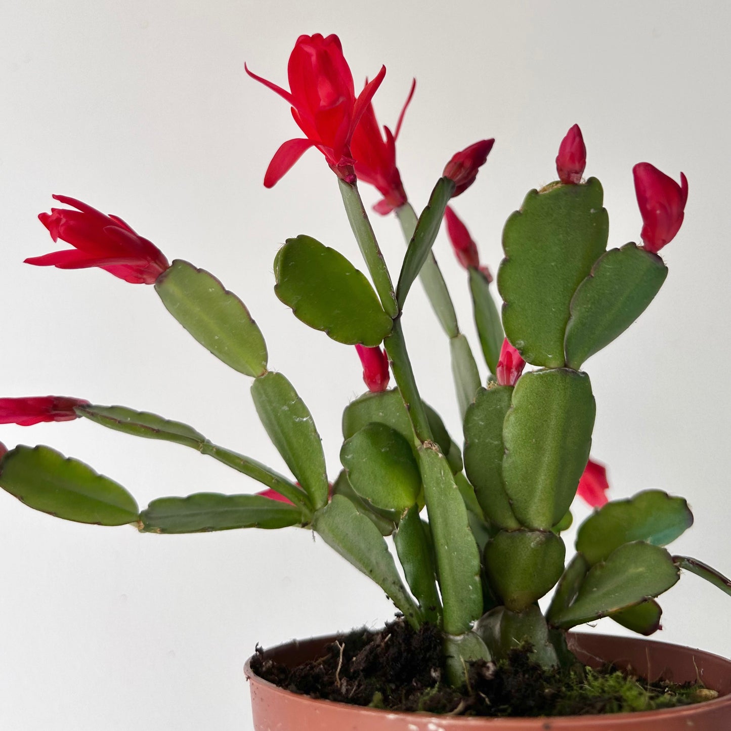 Easter Cactus (Rhipsalidopsis gaertneri ) 4”pot