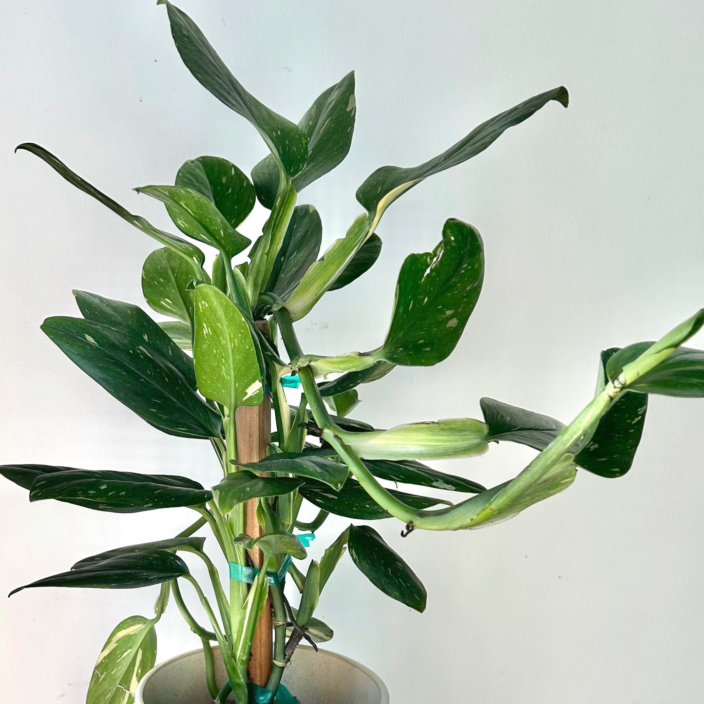 Variegated Monstera Standleyana  approximately 2ft tall in 6" pot (secured onto wooden totem)