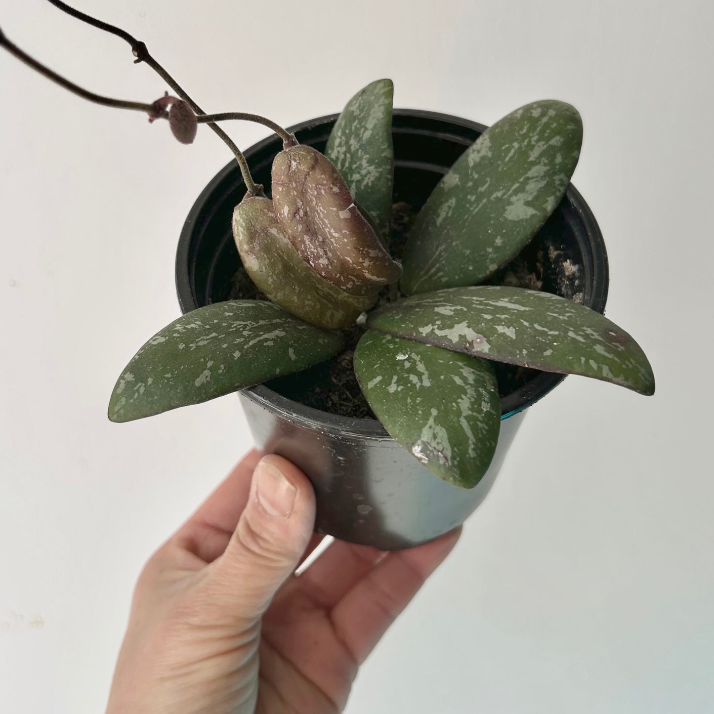 Hoya sigillatis “Borneo” 4”pot