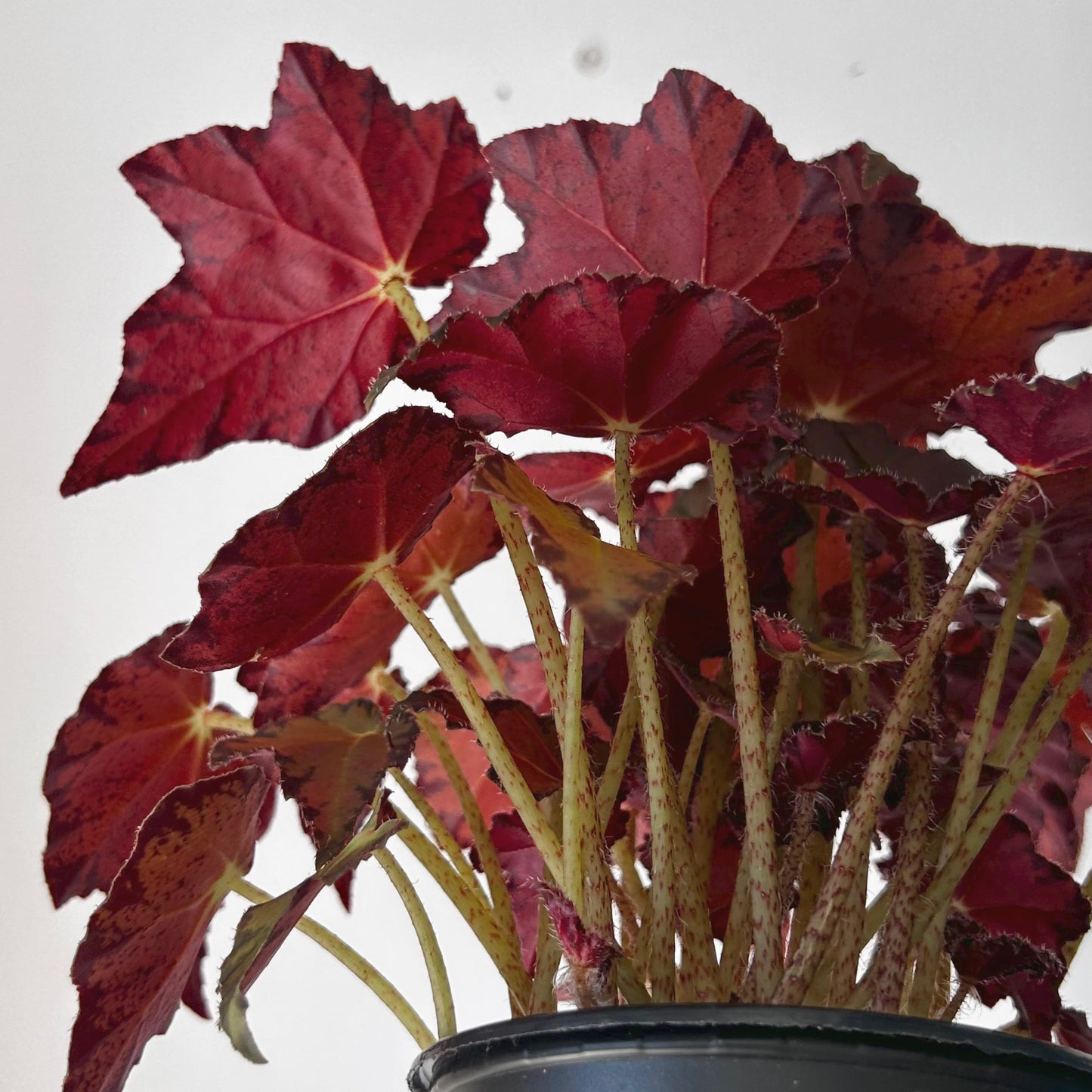 Begonia Rex 4” pot