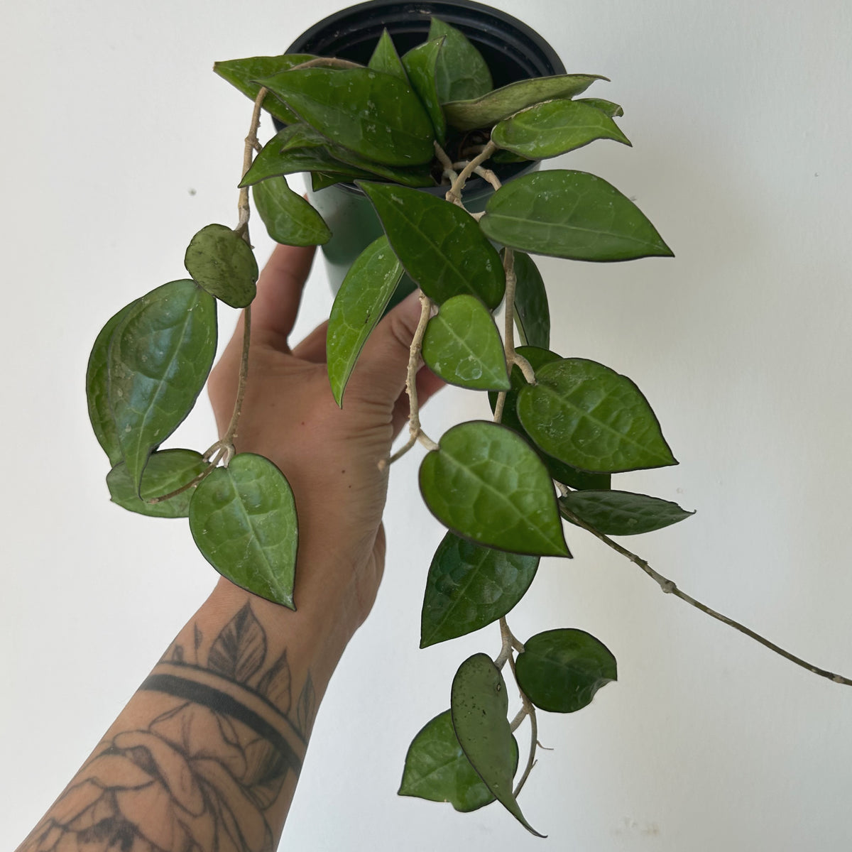 Hoya verticillata ‘Black Margin’ 3.5” pot