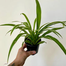 Load image into Gallery viewer, Variegated Spider Plant (chlorophytum comosum variegatum )3.5” pot
