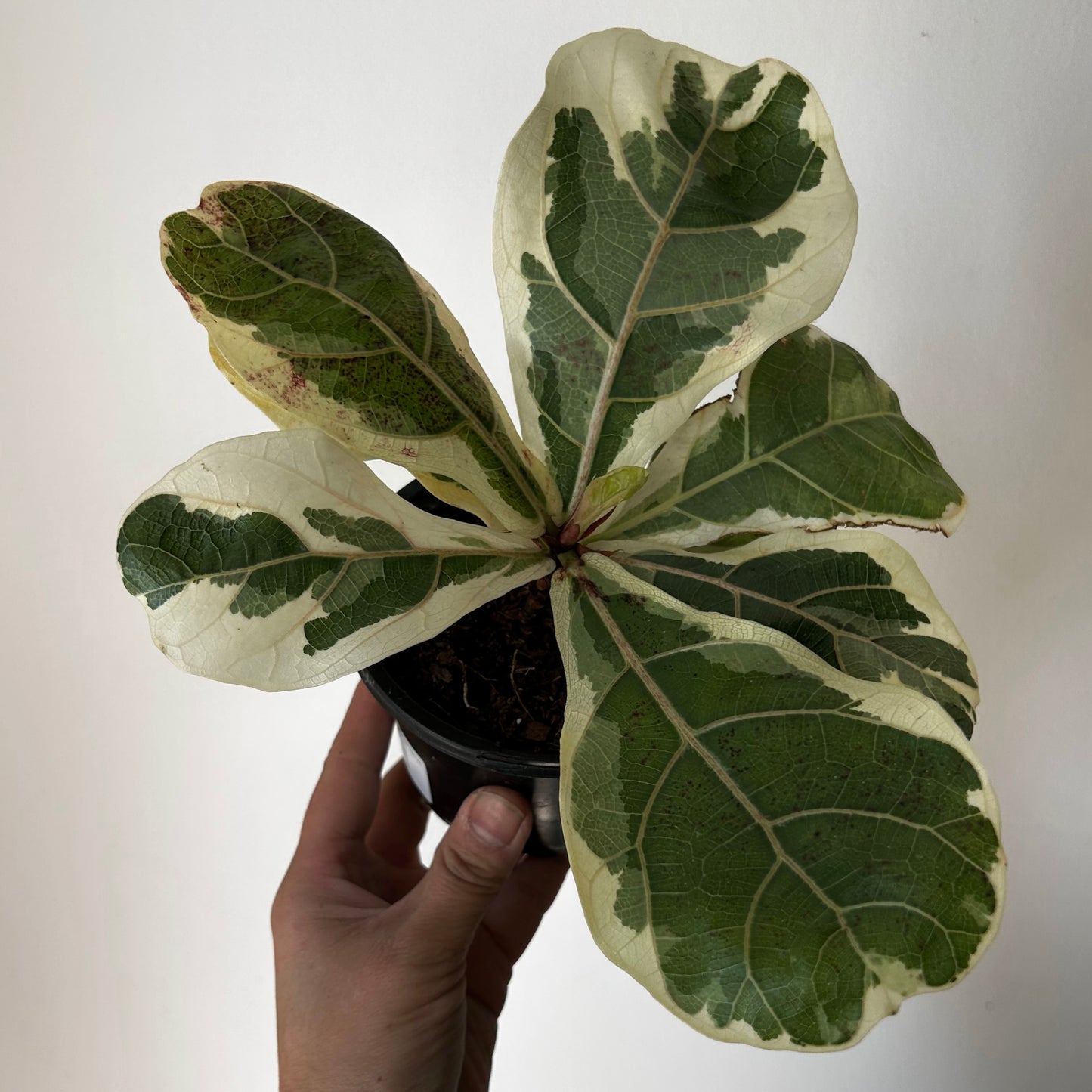 Variegated Fiddle Leaf Fig (Ficus lyrata variegata)