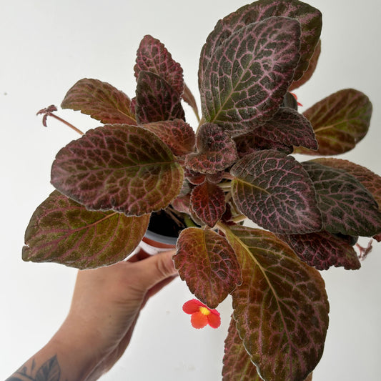 Episcia “Country Kitten” 4”pot