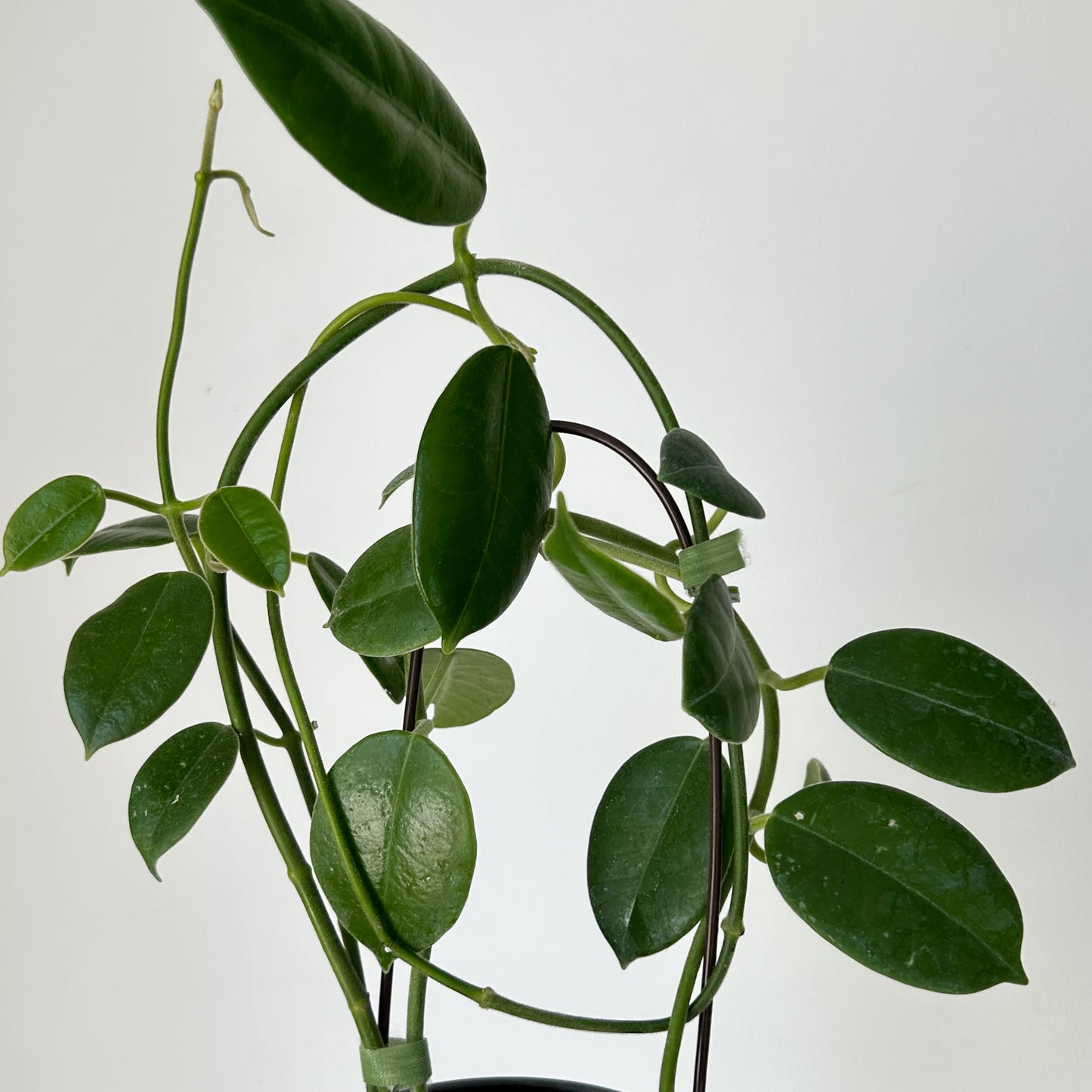 Hoya lauterbachii in 3.5”pot