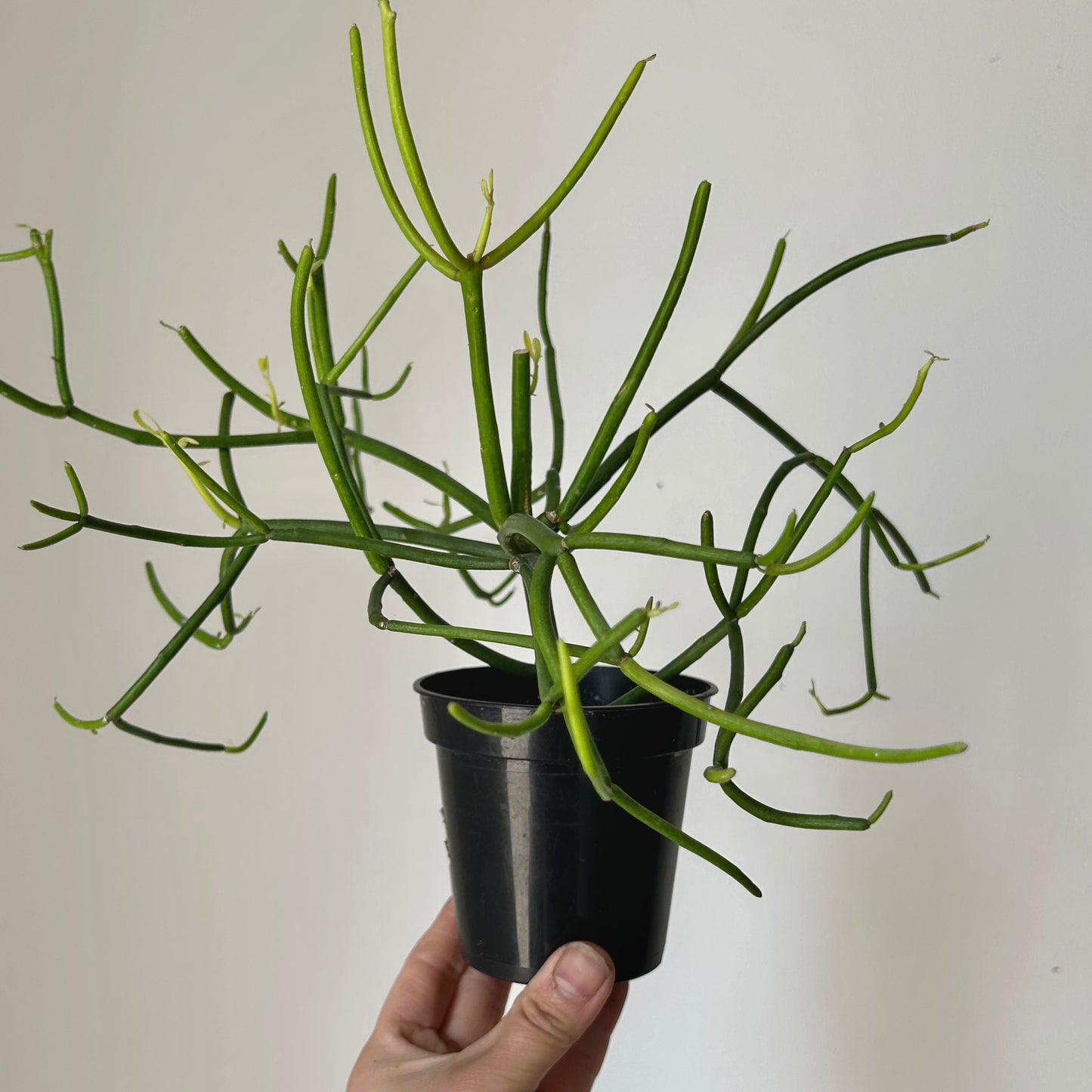 Firestick Pencil Cactus (Euphorbia Tirucalli) 4”pot