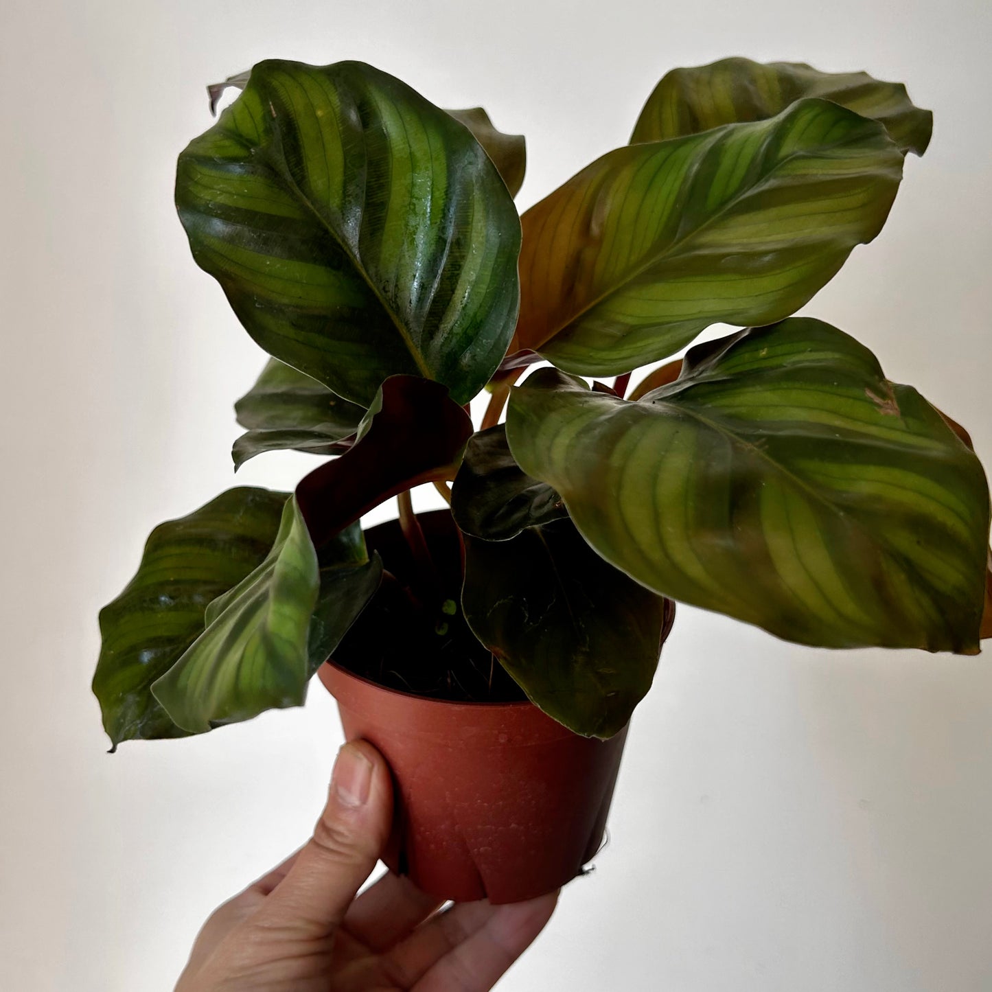 Calathea fasciata 4”’pot