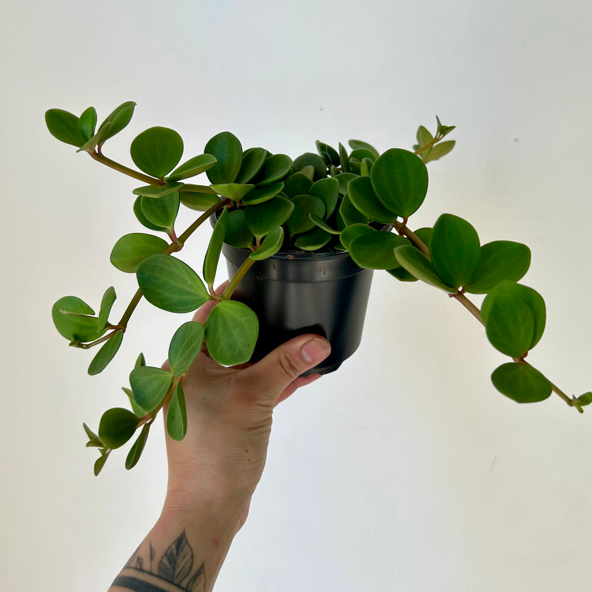 Peperomia "Hope" 4” pot