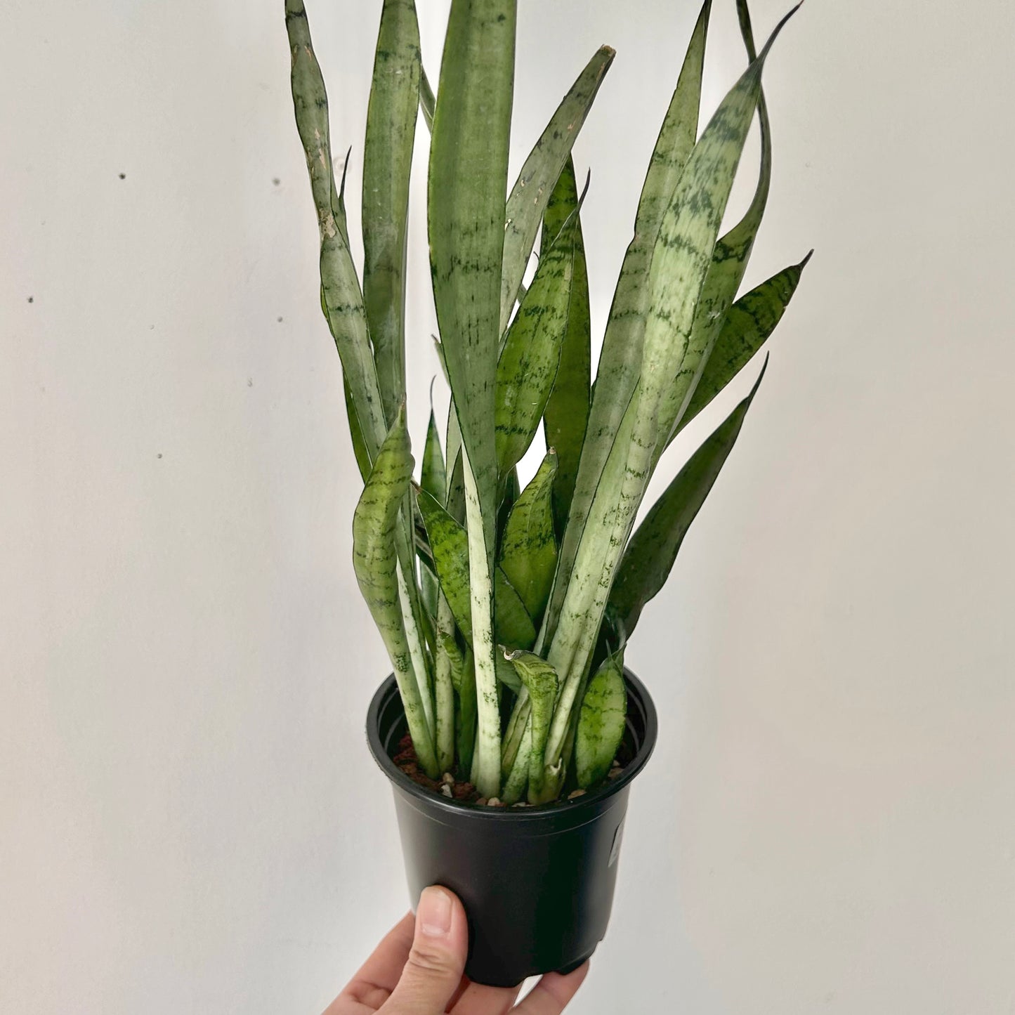 Sansevieria "Silver Streak" 4”pot