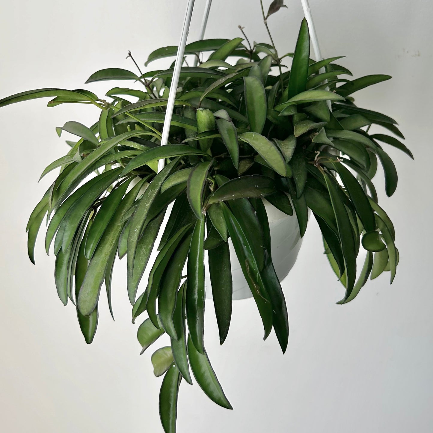 Hoya Wayetii 6” hanging basket