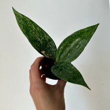 Load image into Gallery viewer, Hoya Rangsan Splash 2.75&quot; pot
