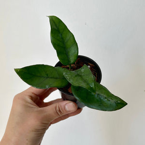 Hoya Dasyantha 2.75" pot