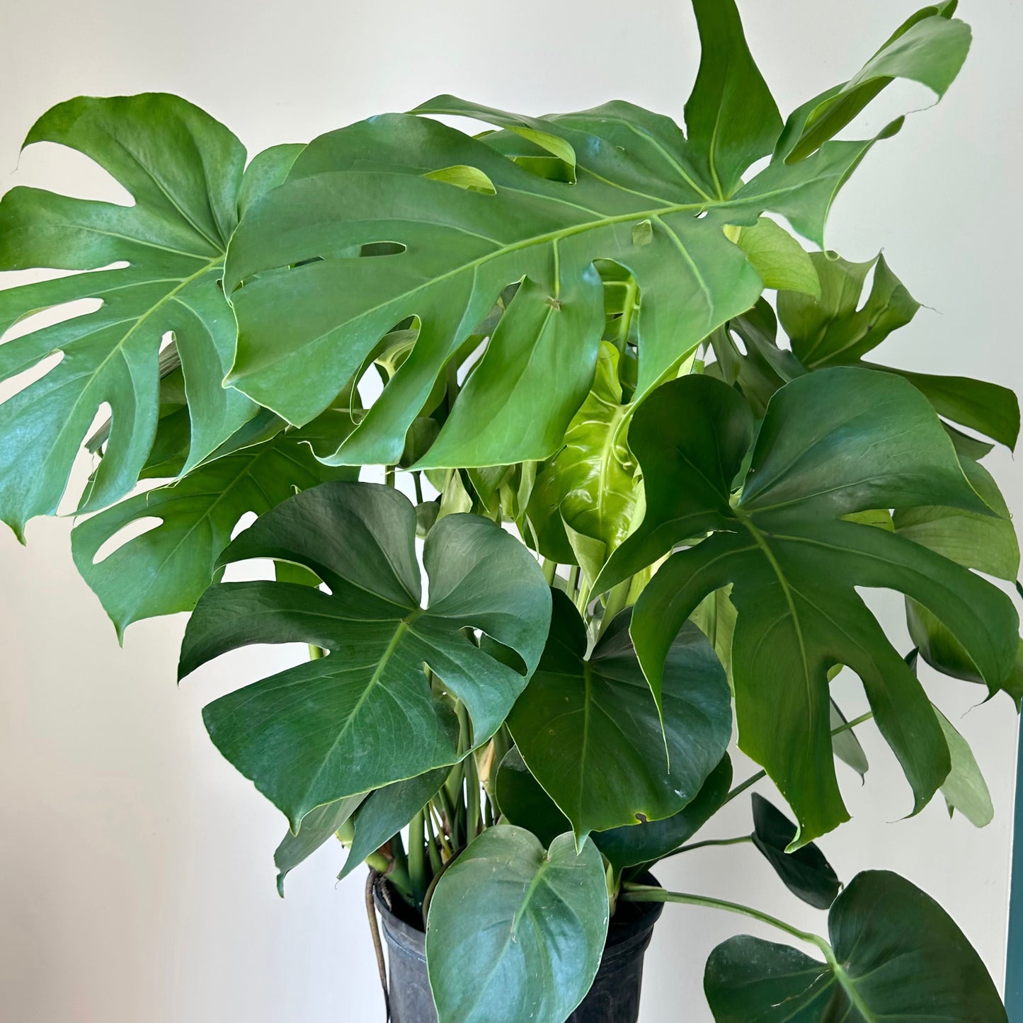 Monstera Deliciosa approximately 3ft tall in 10”pot
