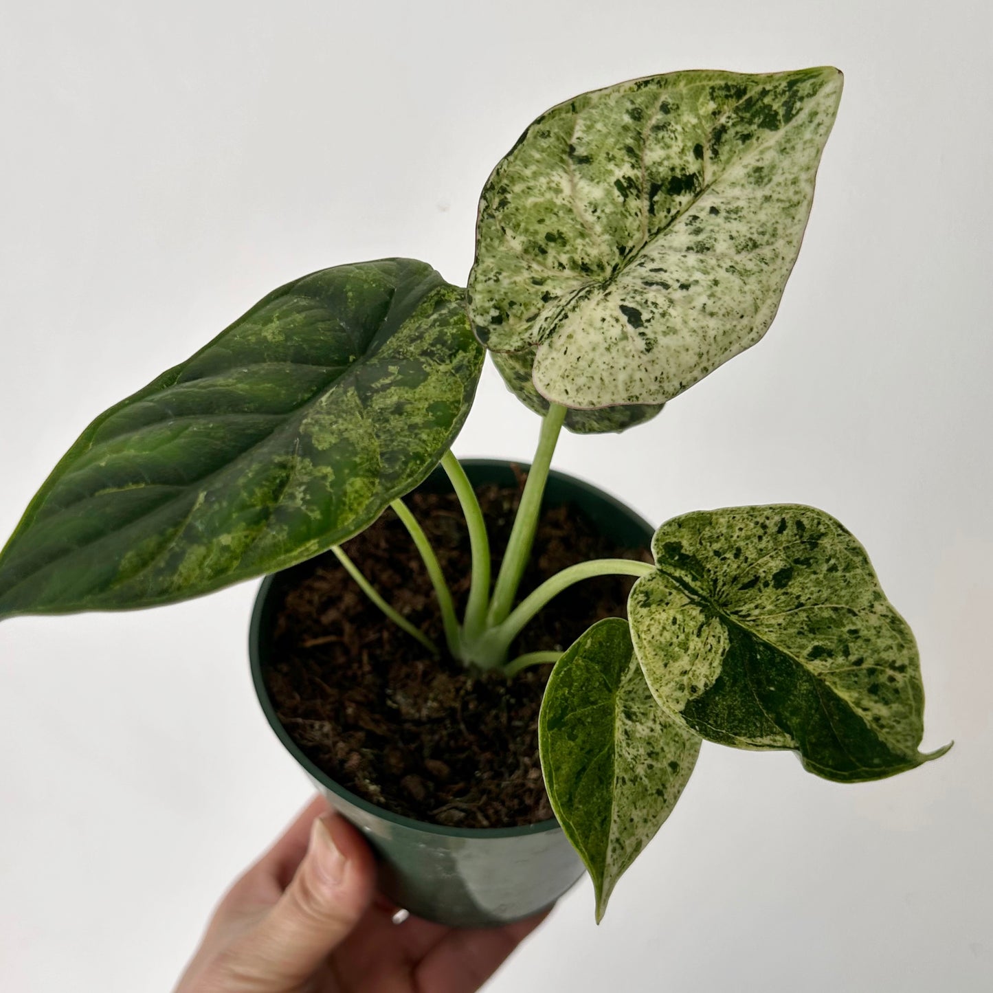 Variegated Mint Alocasia "Dragon Scale" 4” pot