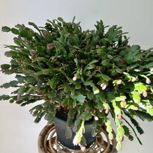 Load image into Gallery viewer, Thanksgiving Cactus 8”pot
