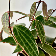 Load image into Gallery viewer, Hoya Macrophylla 6” pot
