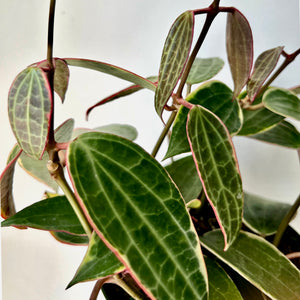 Hoya Macrophylla 6” pot