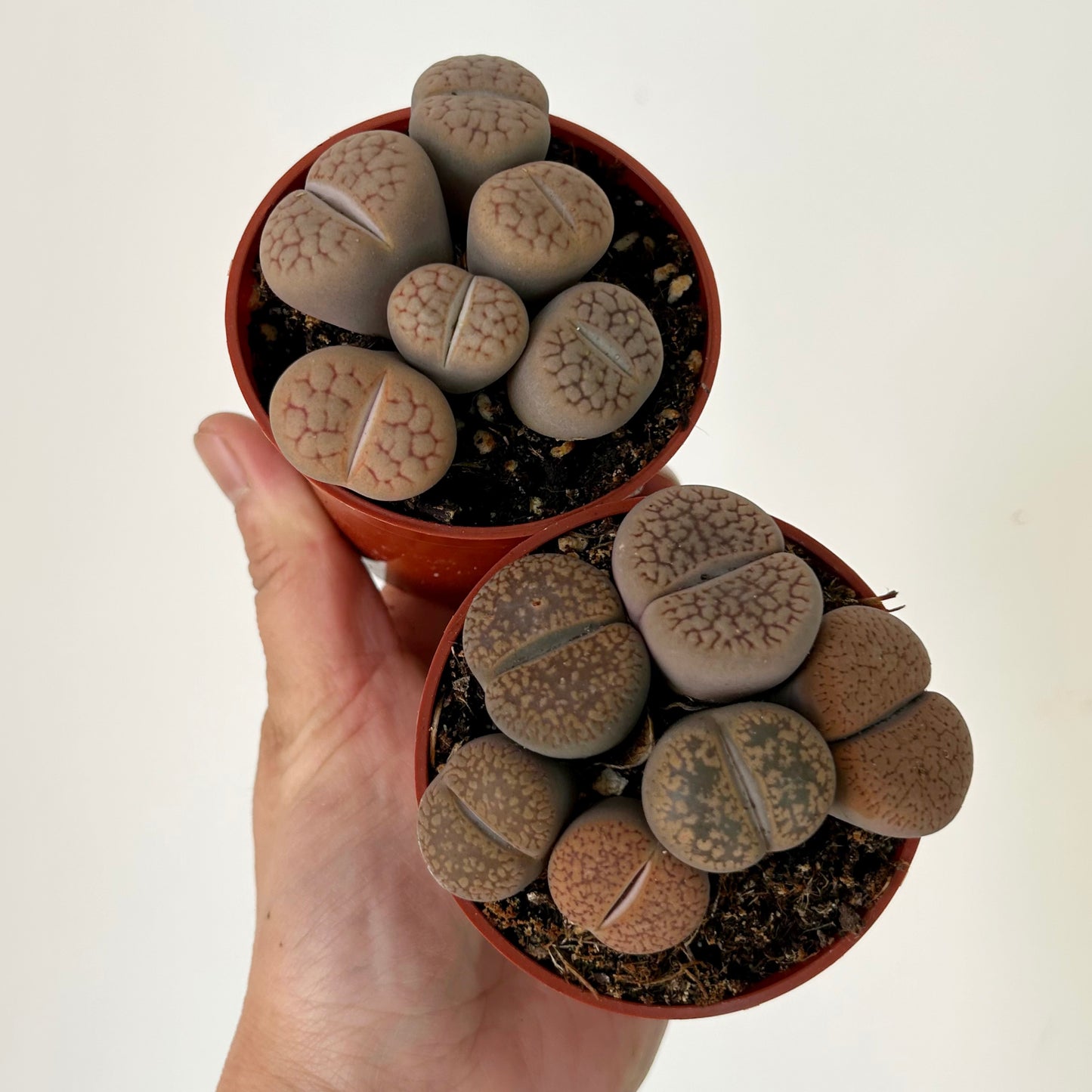 Living Stones Succulent (Lithops) 3" pot