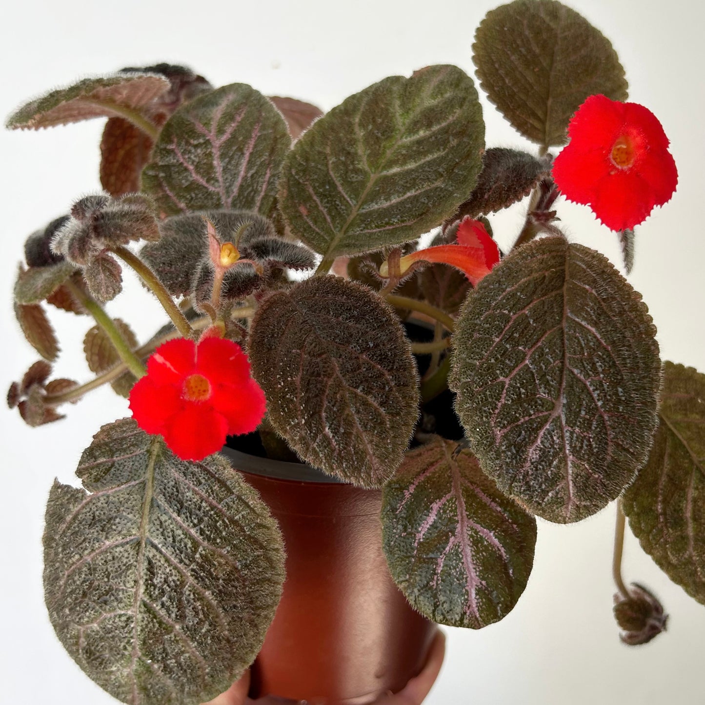 Episcia 4”pot