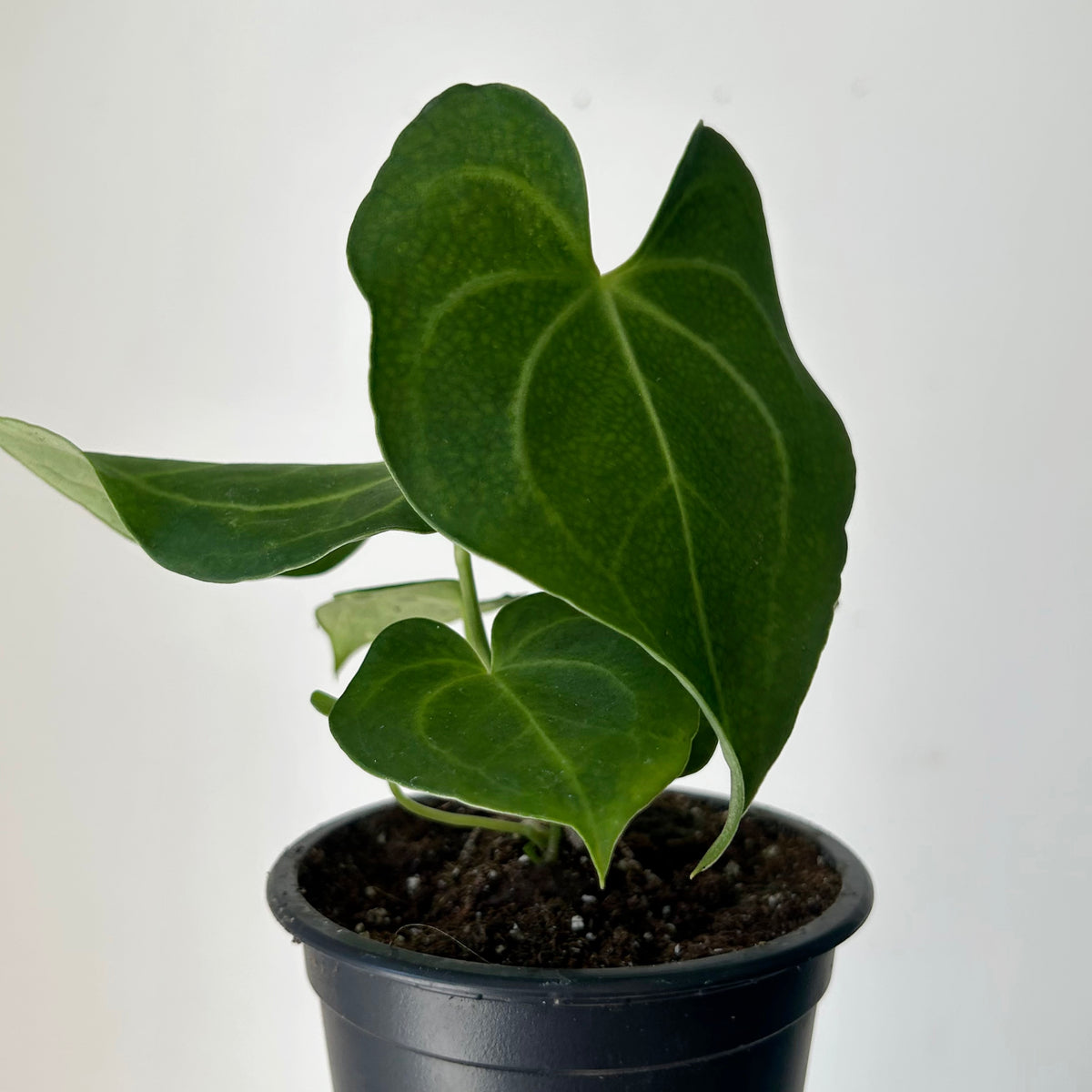 Anthurium Clarinervium 3.5”pot