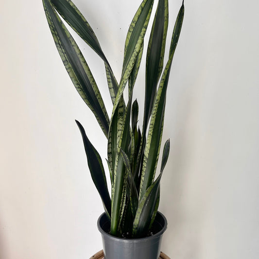 Sansevieria “Whitney” approximately  3ft tall 8”pot