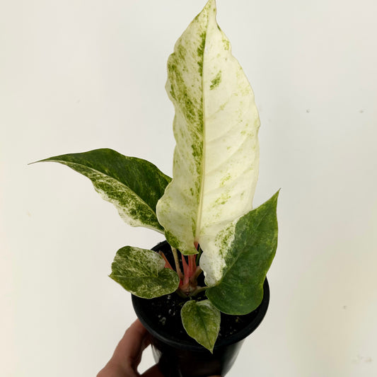 Variegated Birdnest Anthurium (Hookeri) 4" pot