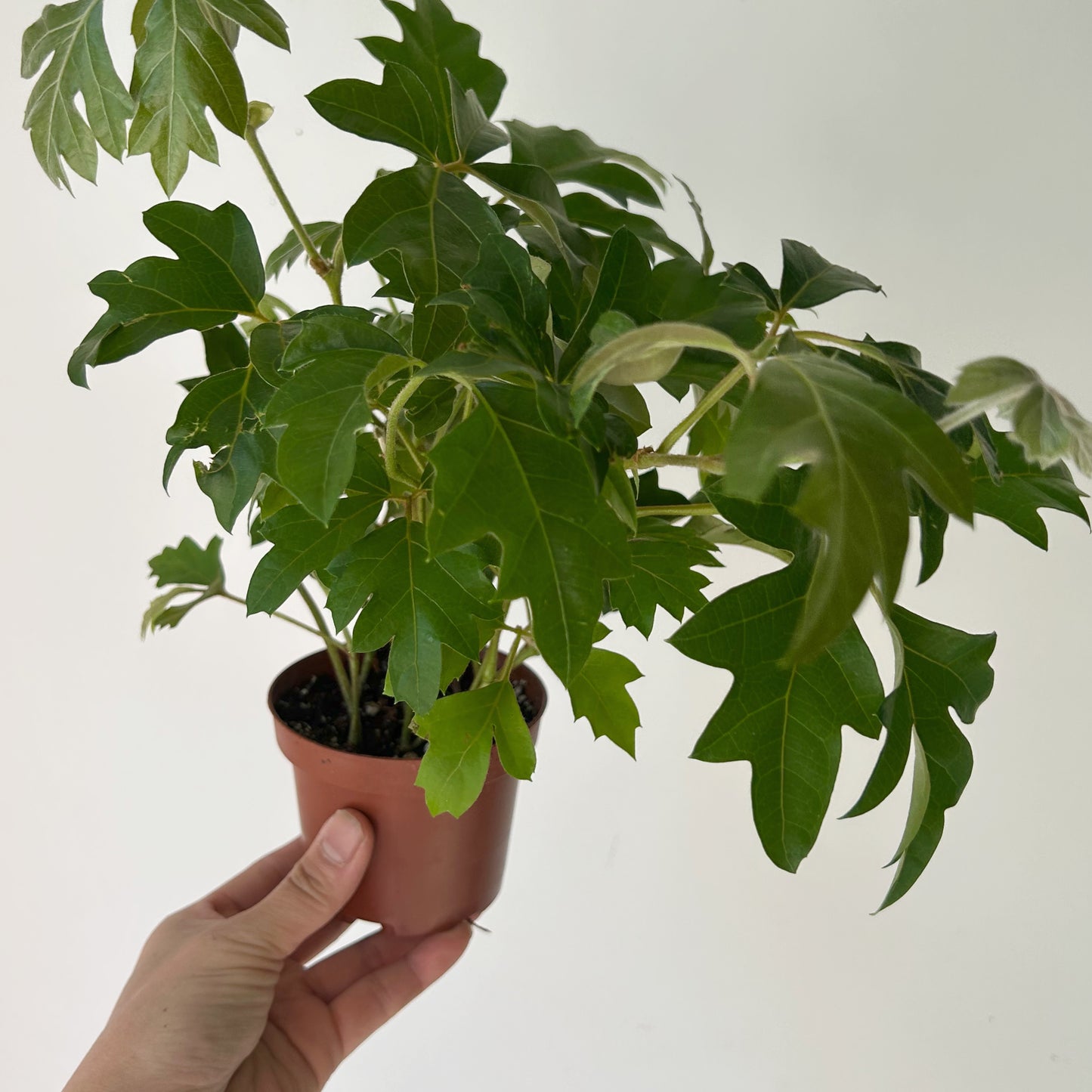 Grape Ivy (Cissus Rhombifolia) 4”pot