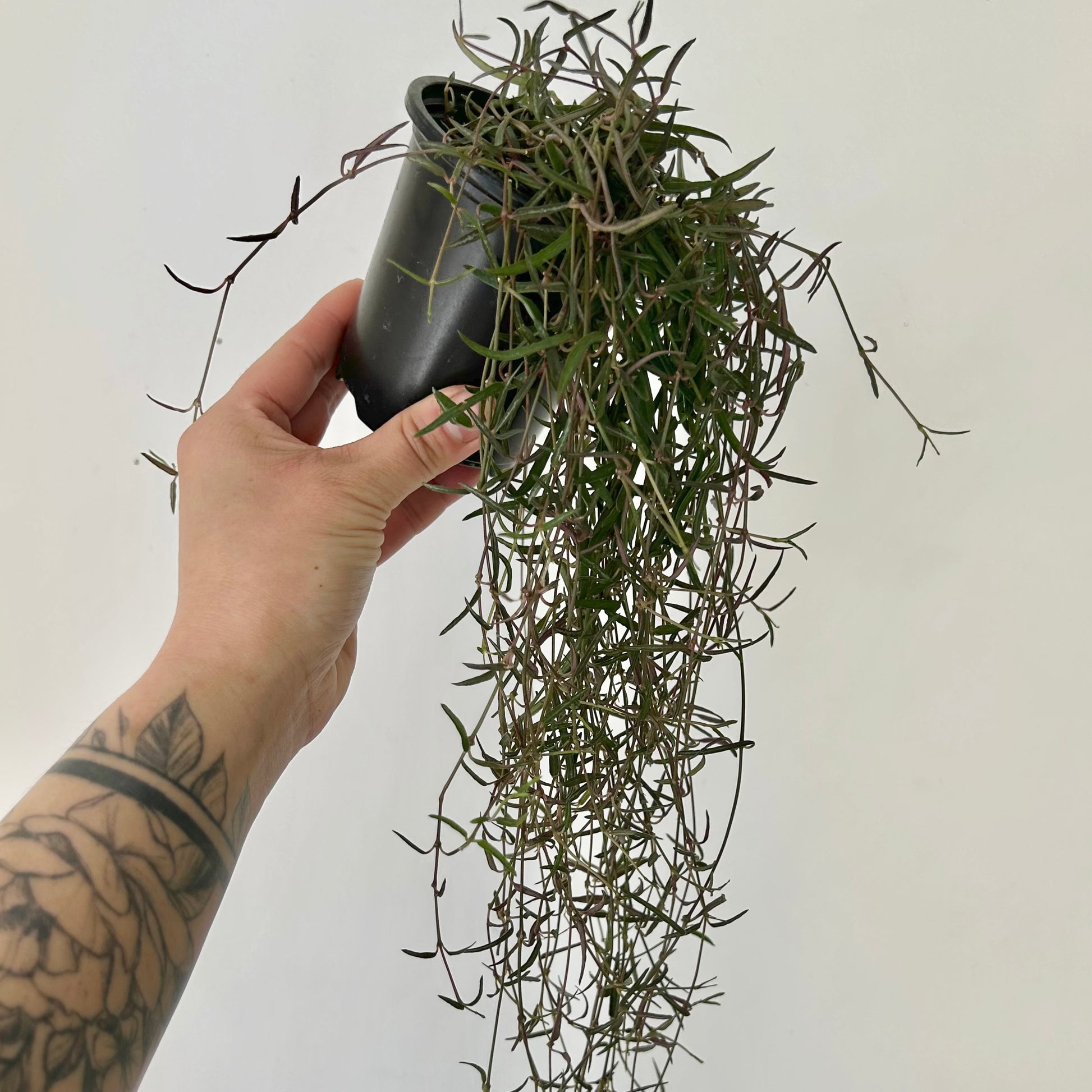 house plants with needles String of Needles (Ceropegia linearis) 3.5” pot – House of Plants