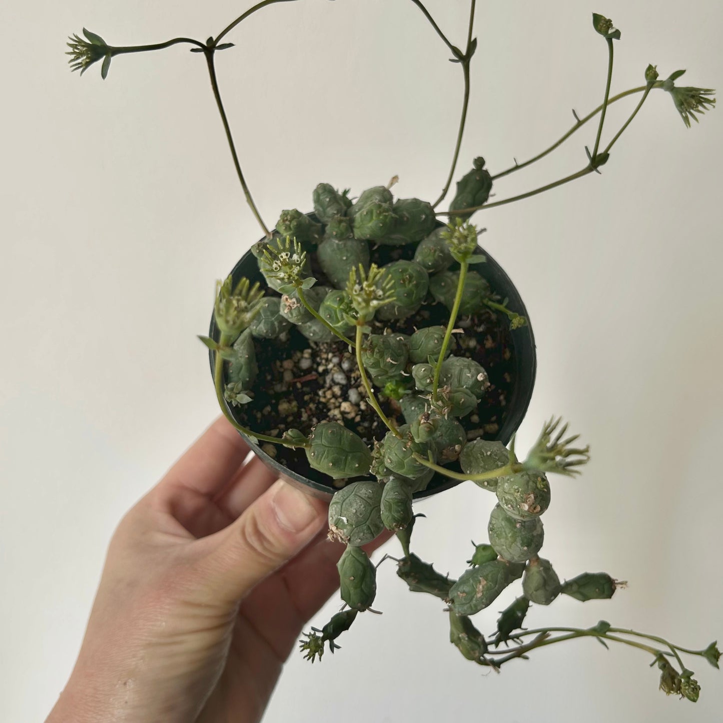 Euphorbia globosa 3.5"pot