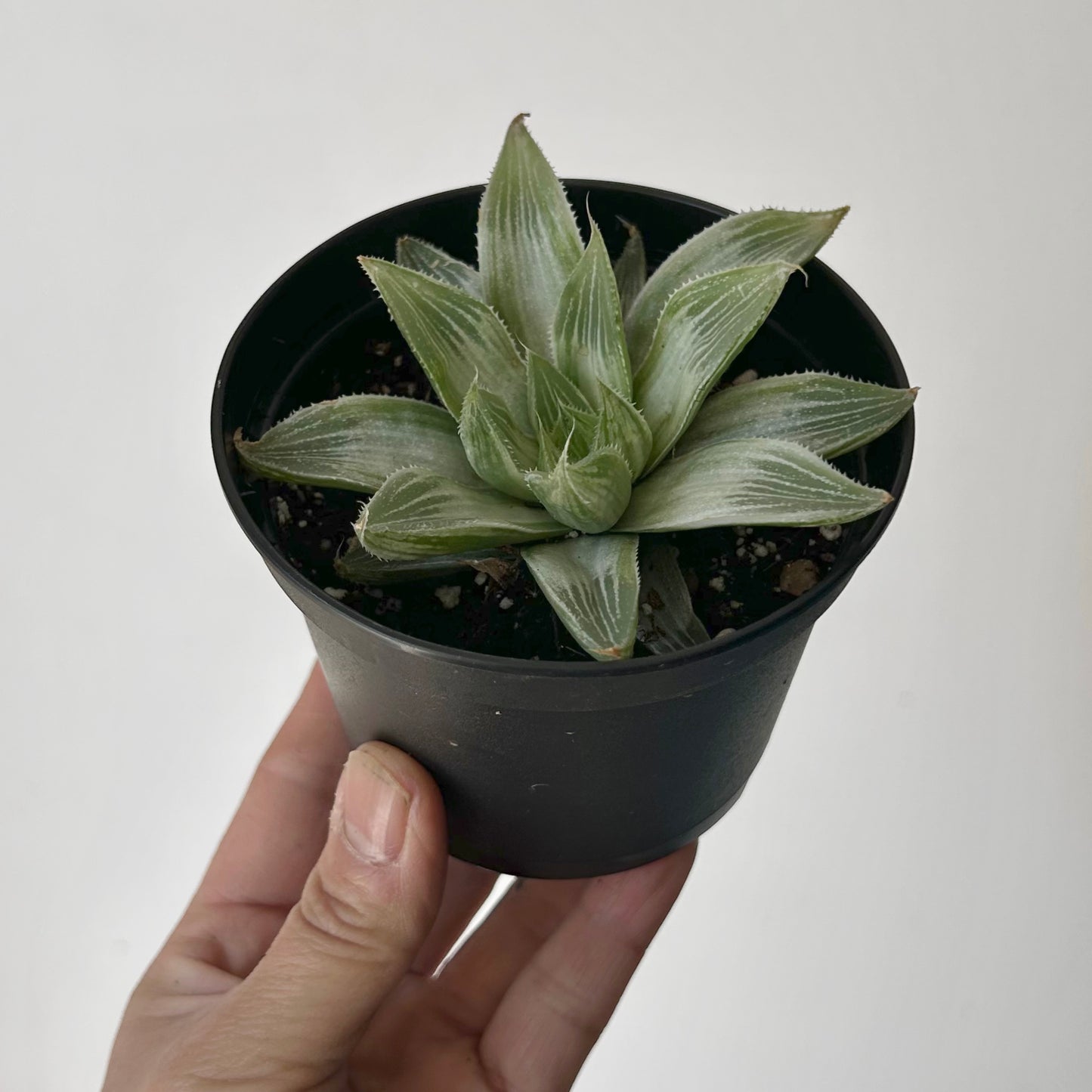 Variegated Haworthia magnifica var acuminata “Grey Ghost” 3.5”pot