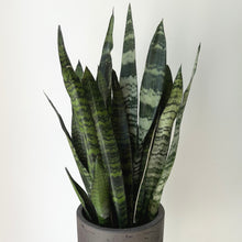 Load image into Gallery viewer, Sansevieria “Black Coral” 6” pot
