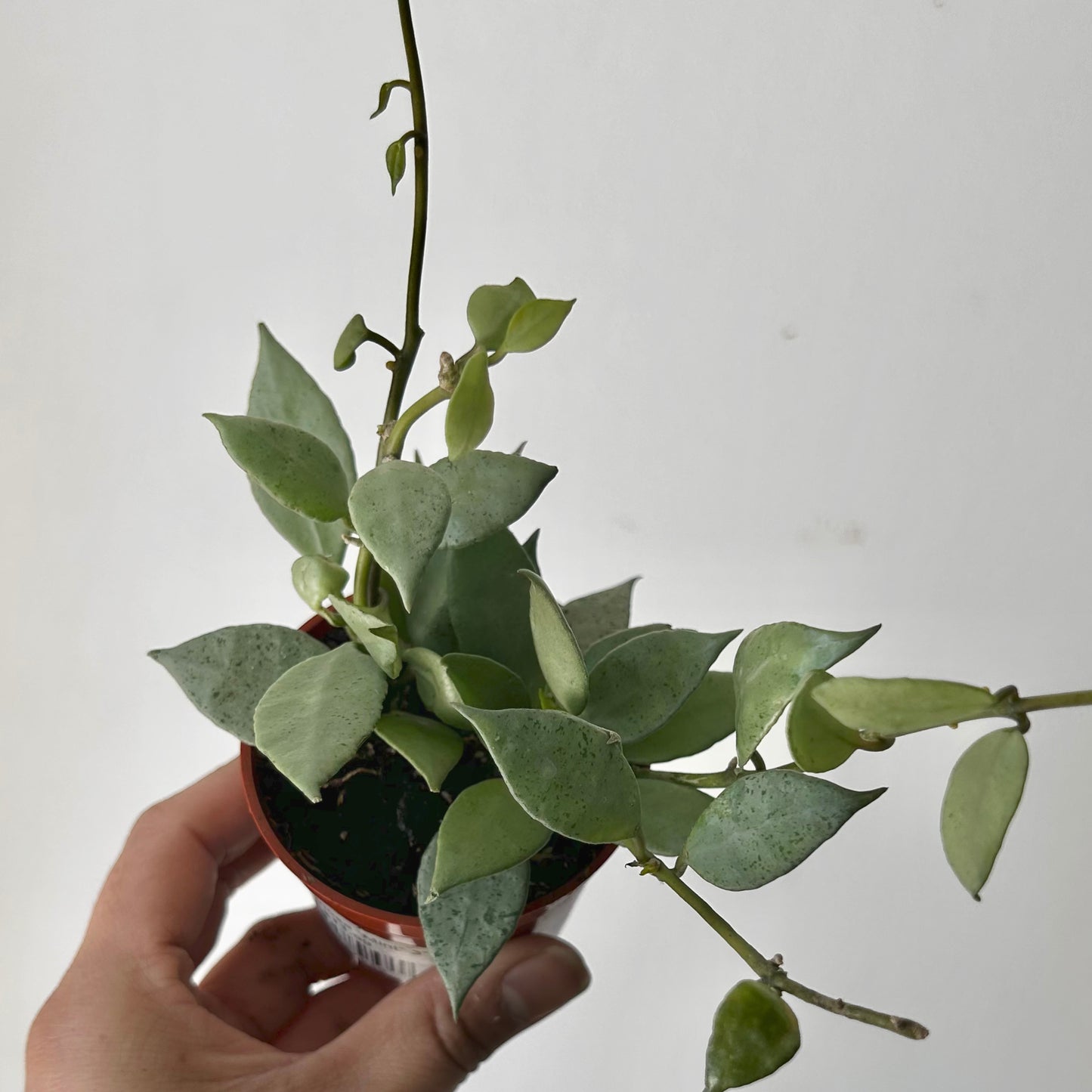 Hoya lacunosa “Mint” 3” pot